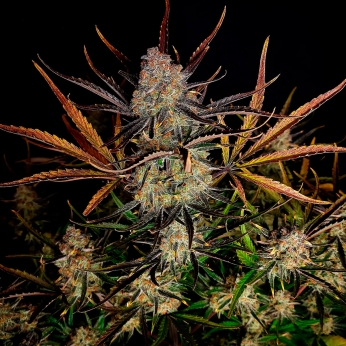 Semillas de marihuana autoflorecientes AUTO APPLE STRUDEL (Fastbuds Seeds) cogollos.