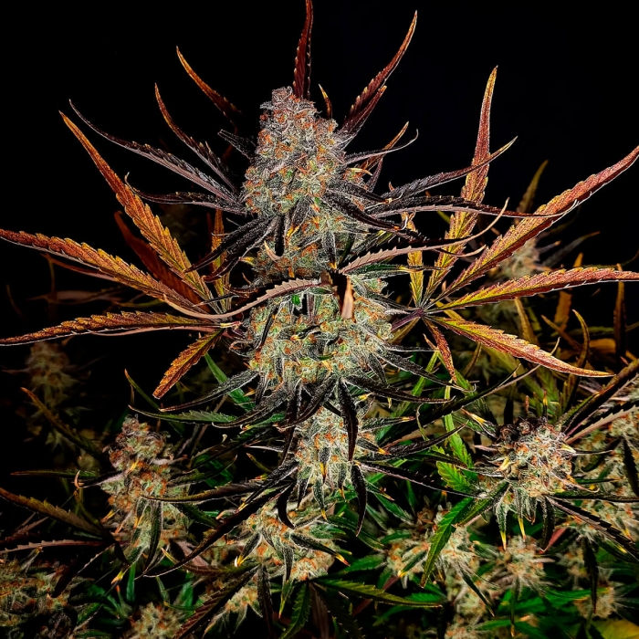 Semillas de marihuana autoflorecientes AUTO APPLE STRUDEL (Fastbuds Seeds) cogollos.