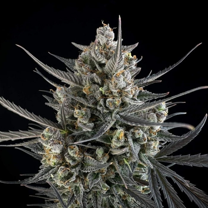 Auto Pound Cake de Fastbuds Seeds