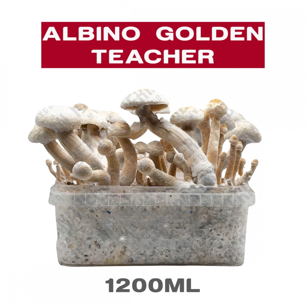 Pan de Setas albino golden teacher