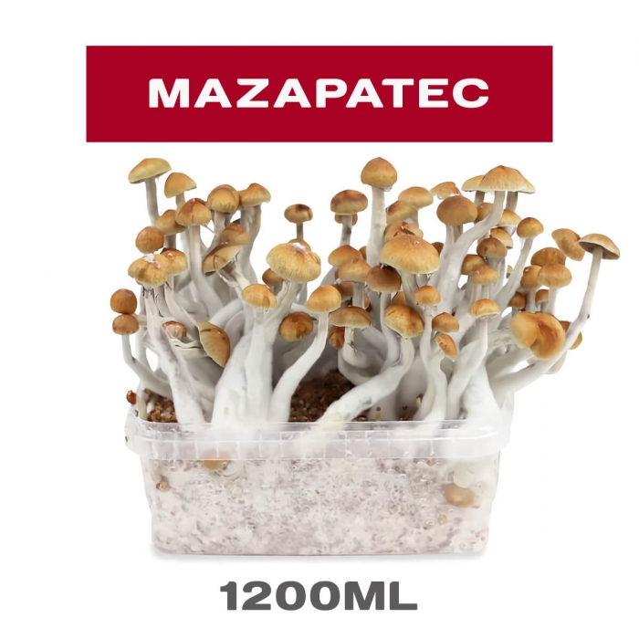 PAN DE SETAS MAZAPATEC