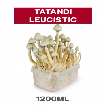 PAN DE SETAS TATANDI