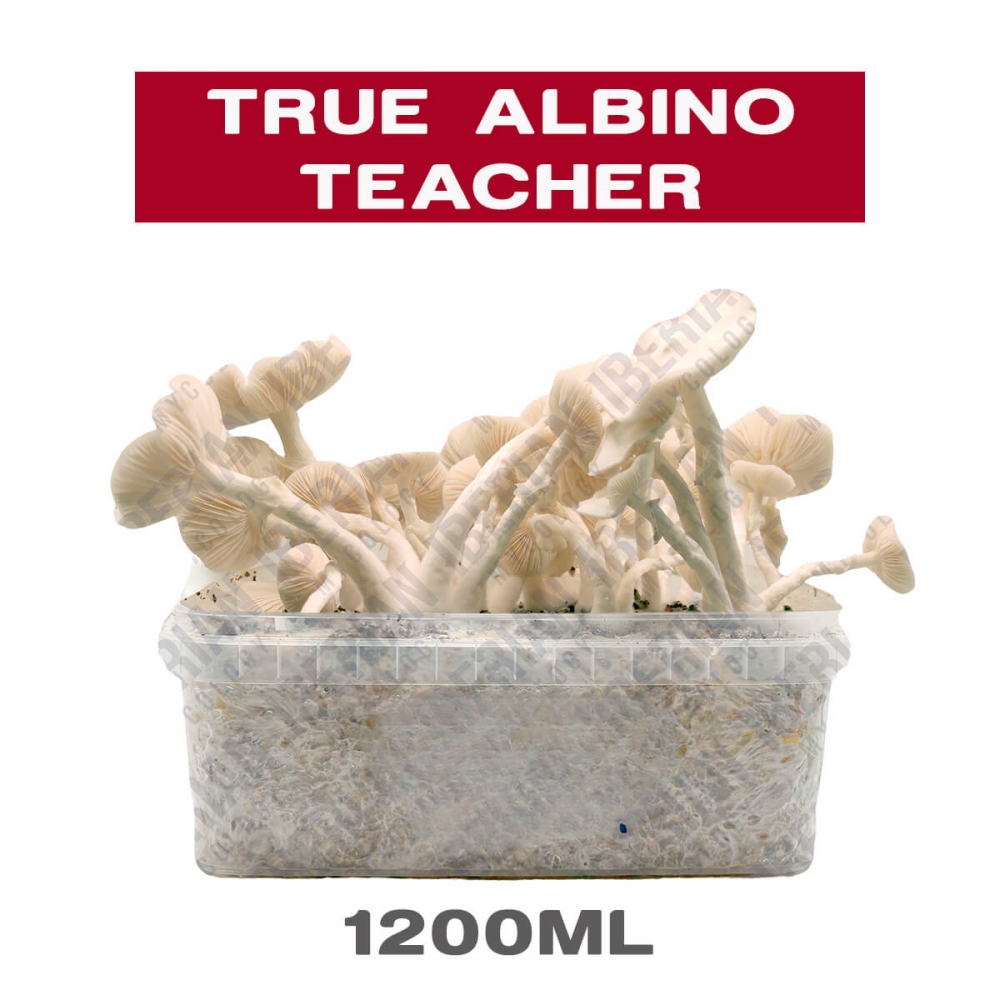 PAN DE SETAS TRUE ALBINO TEACHER
