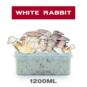 PAN DE SETAS WHITE RABBIT