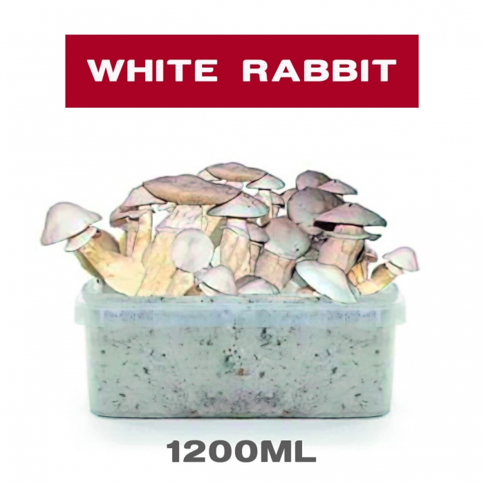 PAN DE SETAS WHITE RABBIT
