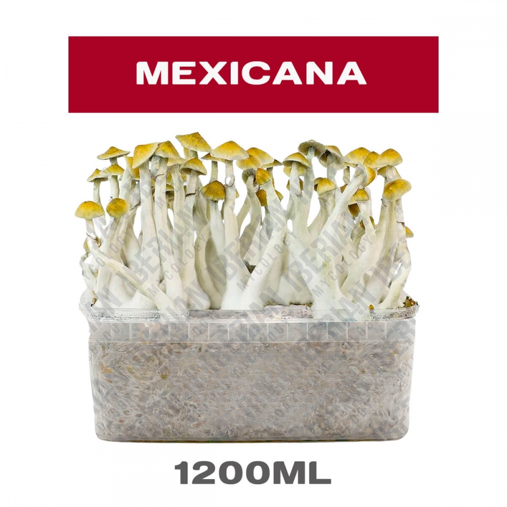 PAN DE SETAS MEXICANA Kit cultivo de hongos.