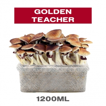 PAN DE SETAS GOLDEN TEACHER