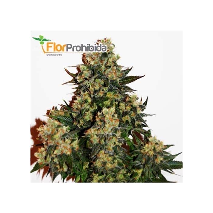 Semillas AUTO TUTANKHAMON (Pyramid seeds) feminizada autofloreciente