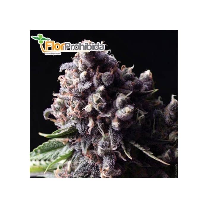 Semillas AUTO PURPLE (Pyramid Seeds) Autofloreciente Feminizada