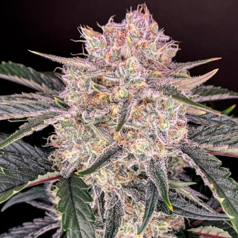 AUTO STRAWBERRY GORILLA (Fastbuds Seeds)
