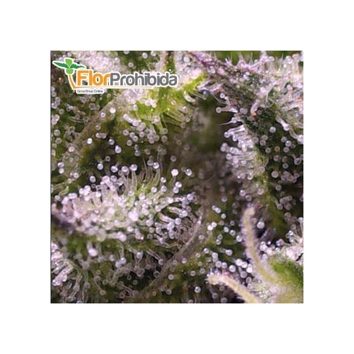 AUTO CREAM CARAMEL (Sweet Seeds) Autofloreciente Feminizada
