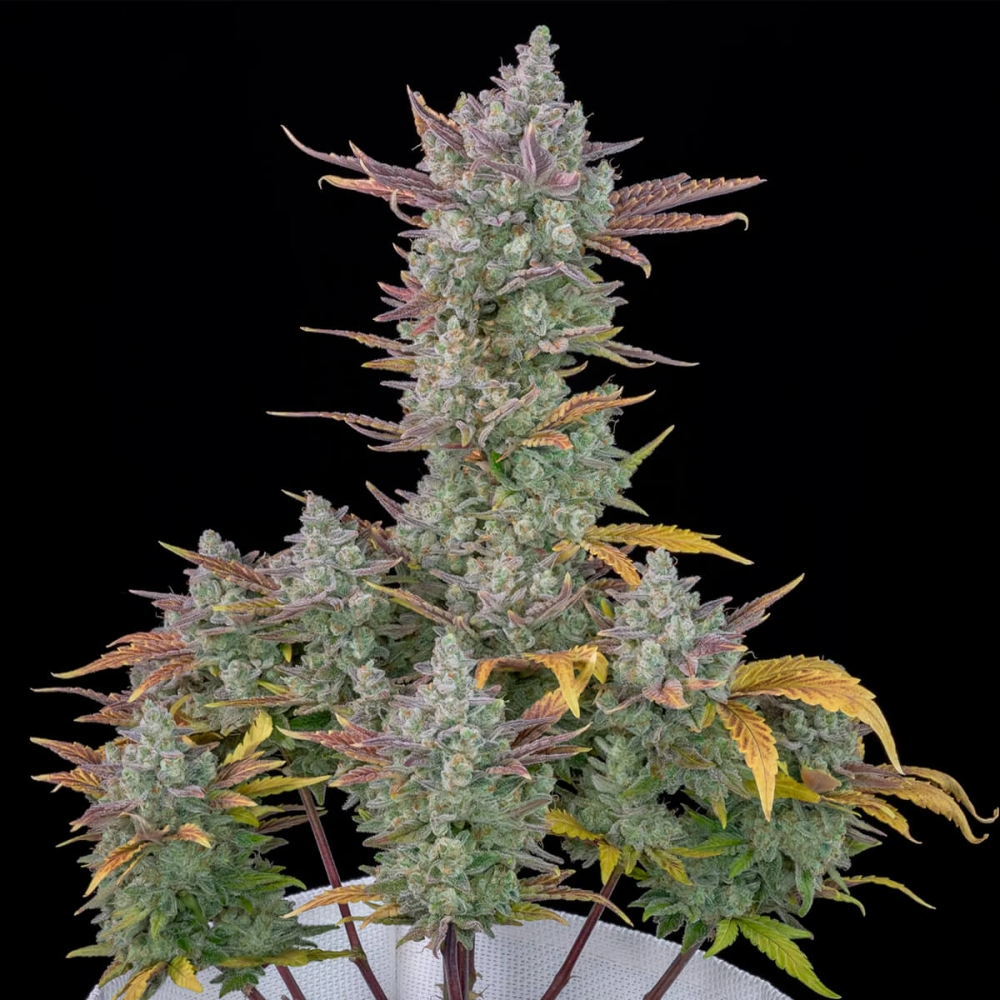 AUTO GORILLA COOKIES (Fastbuds Seeds) Semillas de marihuana feminizadas de colección, planta.