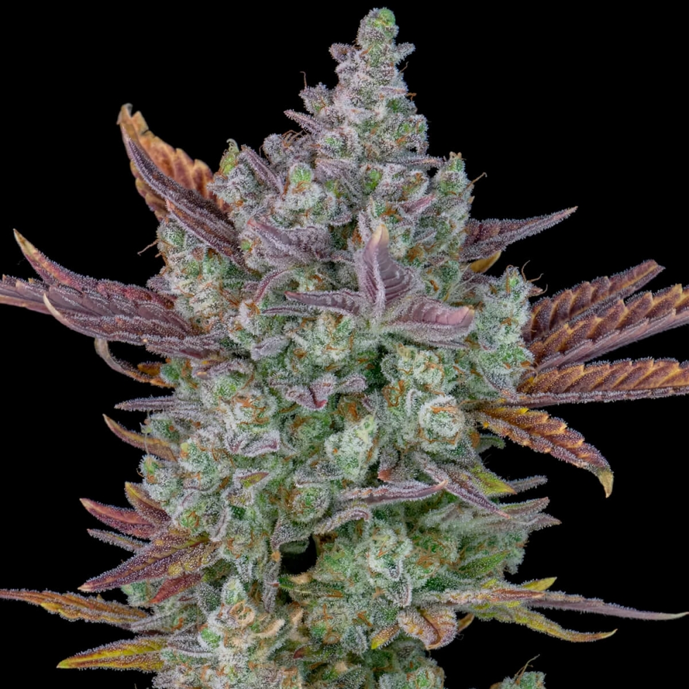 AUTO GORILLA COOKIES (Fastbuds Seeds) Semillas de marihuana feminizadas de colección, punta principal.