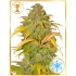 Auto Northern Cream de Mr. Hide Seeds - Semillas autoflorecientes de marihuana, planta.