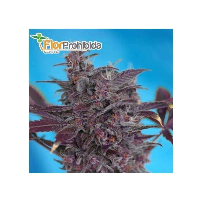 Semillas AUTO BLACK CREAM (de Sweet Seeds) Autofloreciente