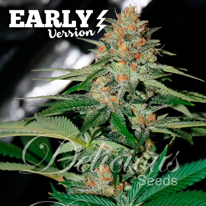DELICIOUS CANDY EARLY VERSION (Delicious Seeds)