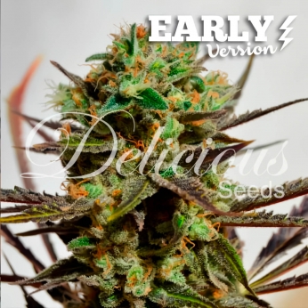 DELICIOUS CANDY EARLY VERSION (Delicious Seeds)