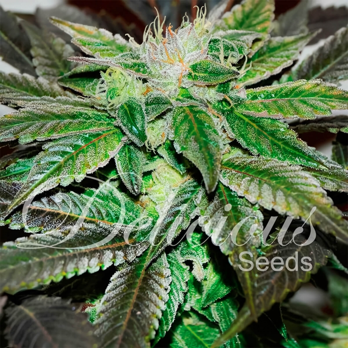 SUGAR CANDY (DELICIOUS SEEDS) SEMILLAS DE MARIHUANA FEMINIZADAS