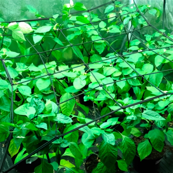 MALLA ELASTICA PARA TODAS LAS MEDIDAS Guiando las plantas.