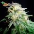Auto White Widow de Mr. Hide Seeds - Semillas autoflorecientes de marihuana.