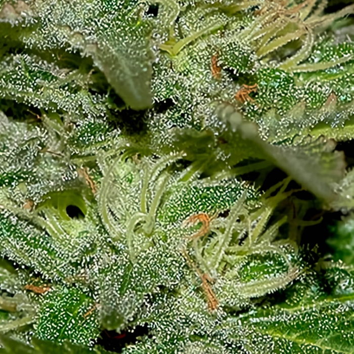 Auto White Widow de Mr. Hide Seeds - Semillas autoflorecientes de marihuana resina.