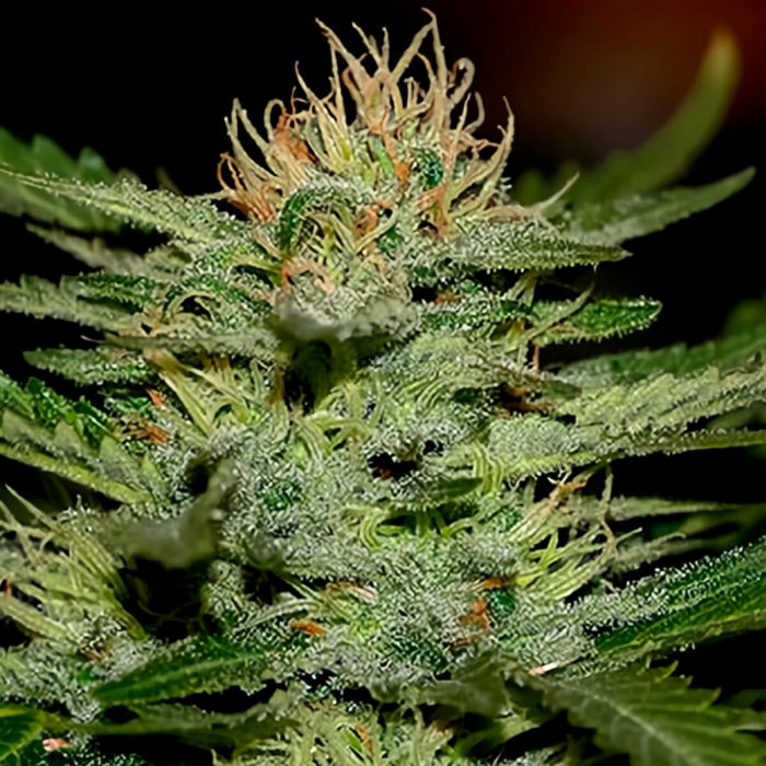 Auto White Widow de Mr. Hide Seeds - Semillas autoflorecientes de marihuana Cogollo.