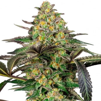 GRAPEVINE CANDY (Sensi Seeds) semilla feminizada interior y exterior.