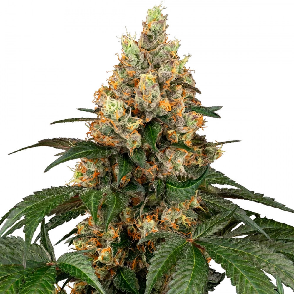 CHOCOLATE RAINBOW XXL (Sensi Seeds) Semilla marihuana para cultivo.