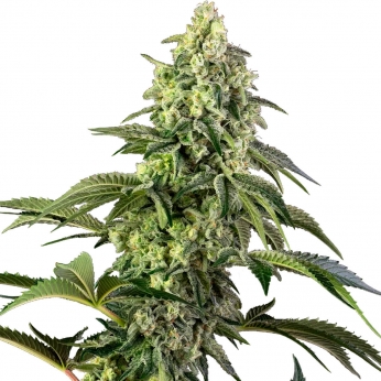 COSMIC KISS (Sensi Seeds) Semilla de marihuana feminizada.