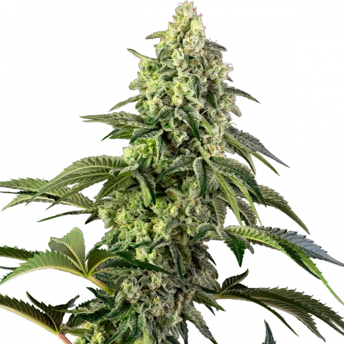 COSMIC KISS (Sensi Seeds) Semilla de marihuana feminizada.