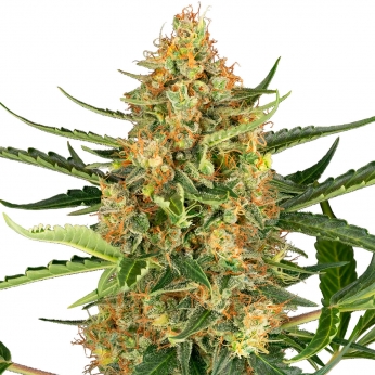 AUTO BLUEBERRY BUBBLEGUM (Sensi Seeds) Semillas autoflorecientes feminizadas.