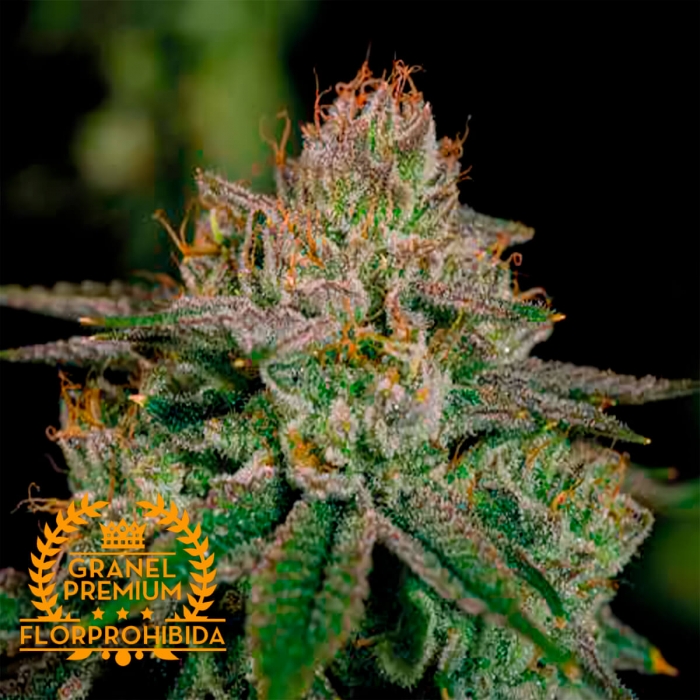 Semilla de marihuana feminizada TENTAZION A GRANEL