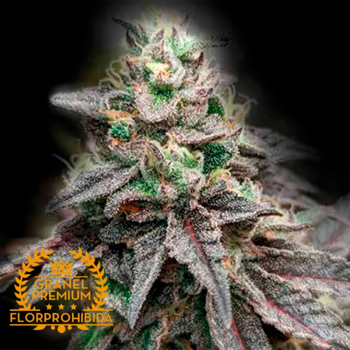 Semilla de marihuana feminizada RUNTZ A GRANEL