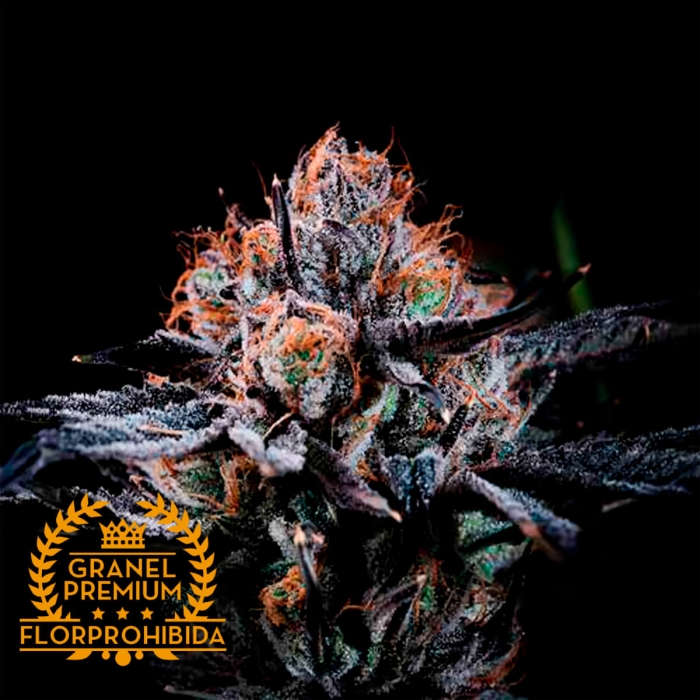 Semilla de marihuana feminizada RAINBOW A GRANEL