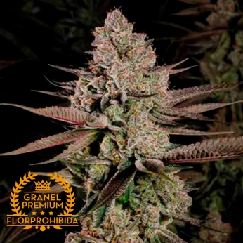 Semilla de marihuana feminizada TROPICANA A GRANEL