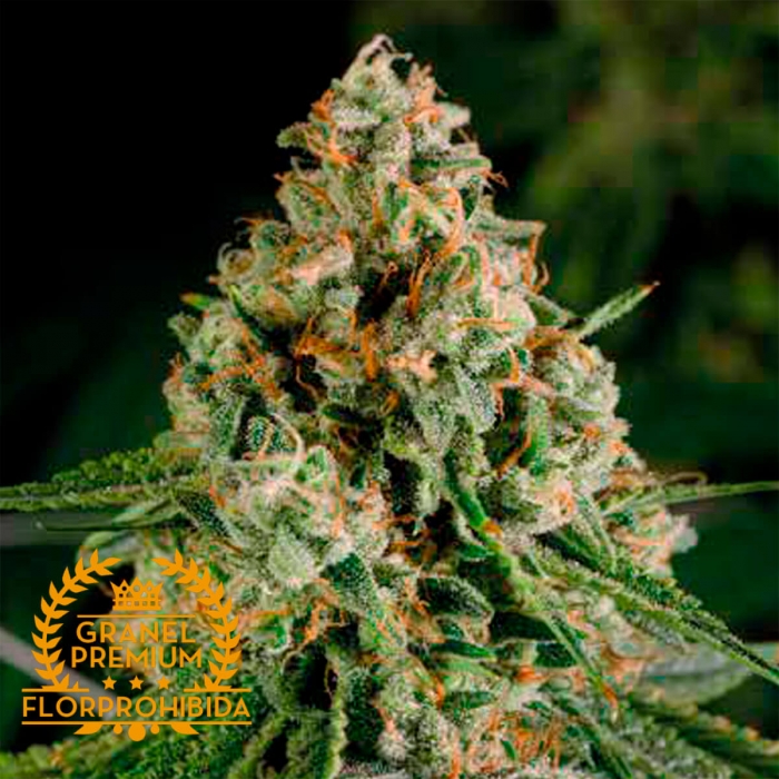 Semillas de marihuana feminizadas ZKITTLEZ A GRANEL