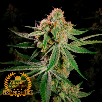 Semillas de marihuana feminizadas BANANA A GRANEL