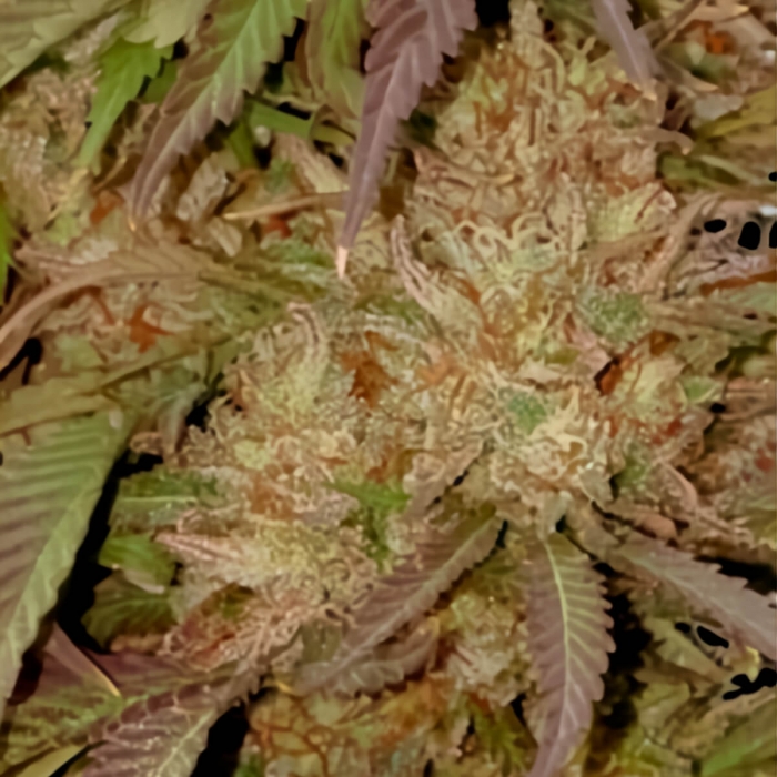 Semillas de marihuana feminizadas AUTO CREAM MASS (Mr. Hide Seeds)