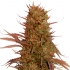 Semillas de marihuana feminizadas AUTO CREAM MASS (Mr. Hide Seeds)