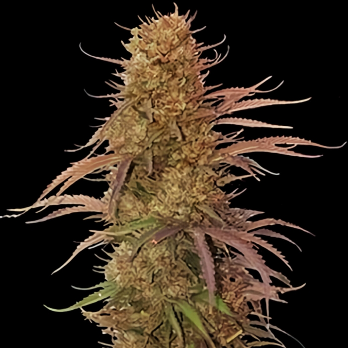 Semillas de marihuana feminizadas AUTO CREAM MASS (Mr. Hide Seeds)