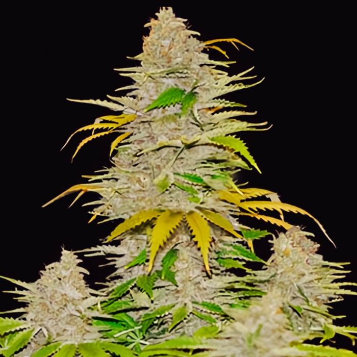 Semillas de marihuana feminizadas autoflorecientes AUTO DIESEL MASS