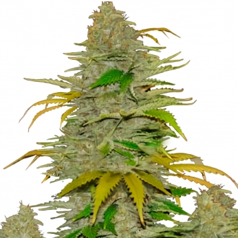 Semillas de marihuana feminizadas autoflorecientes AUTO DIESEL MASS