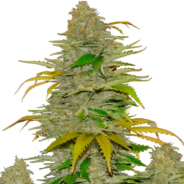 Semillas de marihuana feminizadas autoflorecientes AUTO DIESEL MASS