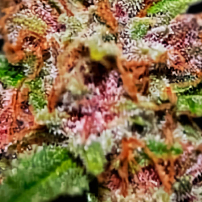 Semillas de marihuana feminizadas autoflorecientes AUTO DIESEL MASS Resina