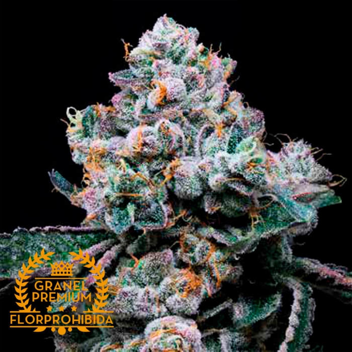 Semillas de marihuana feminizadas APPLE A GRANEL