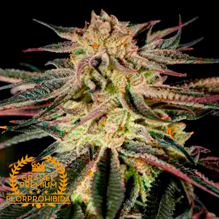 Semillas de marihuana feminizadas MAC A GRANEL