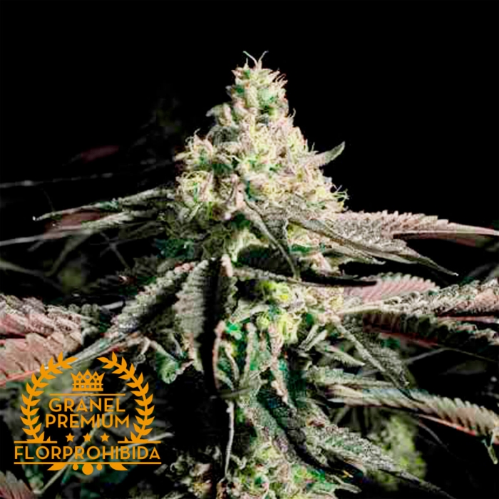 Semillas de marihuana feminizadas WEDDING CAKE A GRANEL