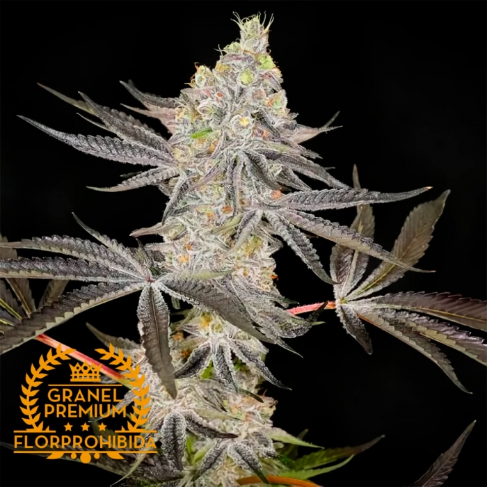 Semillas de marihuana feminizadas SOUR KUSH MINTS A GRANEL