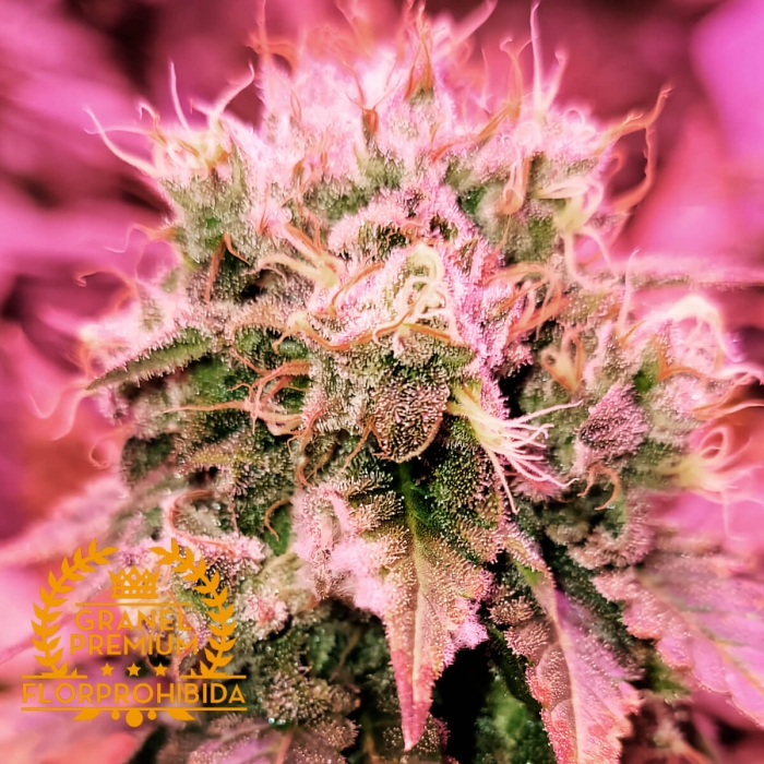 tricomas SOUR KUSH MINTS A GRANEL