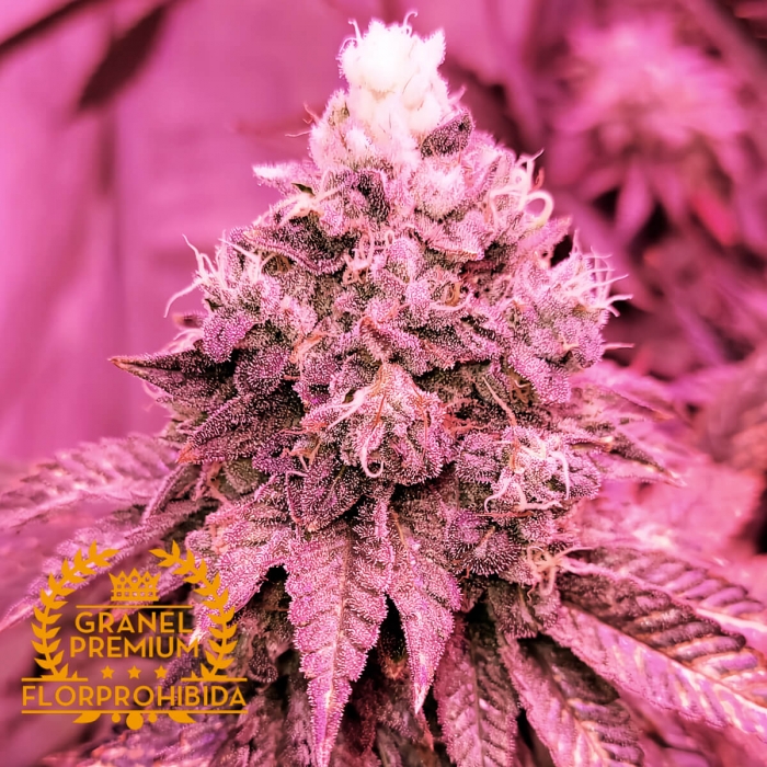 Cultivo interior SOUR KUSH MINTS A GRANEL